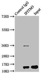 IFITM3 Antibody in Western Blot (WB)
