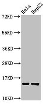IFITM3 Antibody in Western Blot (WB)