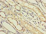 IFNA14 Antibody in Immunohistochemistry (Paraffin) (IHC (P))