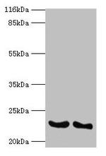 IFNA14 Antibody in Western Blot (WB)