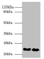 Interferon alpha-21 Polyclonal Antibody