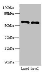 IFRD2 Antibody in Western Blot (WB)