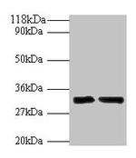 IL-33 Polyclonal Antibody