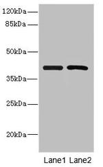 INHBC Antibody in Western Blot (WB)
