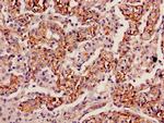 INMT Antibody in Immunohistochemistry (Paraffin) (IHC (P))