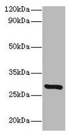 INMT Antibody in Western Blot (WB)
