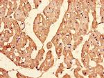 Importin 13 Antibody in Immunohistochemistry (Paraffin) (IHC (P))