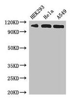 Importin 13 Antibody in Western Blot (WB)