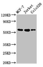IRX4 Antibody in Western Blot (WB)