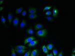 ITM2A Antibody in Immunocytochemistry (ICC/IF)