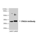 ITM2A Antibody in Western Blot (WB)