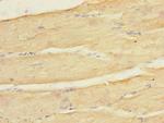 Kir2.3 (KCNJ4) Polyclonal Antibody