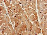 ATG13 Polyclonal Antibody