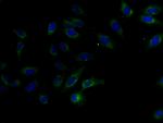 FAM234B Polyclonal Antibody