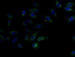 FAM234B Antibody in Immunocytochemistry (ICC/IF)