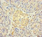 FAM234B Antibody in Immunohistochemistry (Paraffin) (IHC (P))
