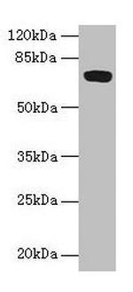 FAM234B Antibody in Western Blot (WB)