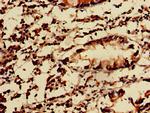 KIDINS220 Antibody in Immunohistochemistry (Paraffin) (IHC (P))