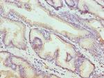 Kallikrein 10 Antibody in Immunohistochemistry (Paraffin) (IHC (P))