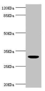 Kallikrein 10 Antibody in Western Blot (WB)