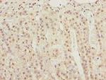 KPNA6 Polyclonal Antibody
