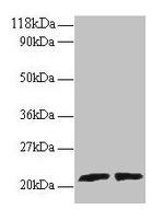 ARL2 Polyclonal Antibody