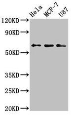 KY Antibody in Western Blot (WB)