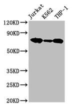 L-Plastin Antibody in Western Blot (WB)