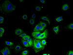 LMF2 Antibody in Immunocytochemistry (ICC/IF)