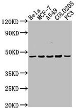 EDG4 Antibody in Western Blot (WB)