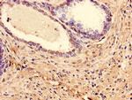 LPXN Antibody in Immunohistochemistry (Paraffin) (IHC (P))