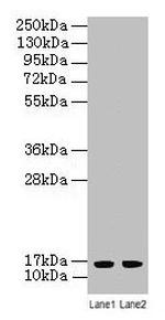 LSM4 Antibody in Western Blot (WB)