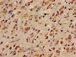 LUZP2 Antibody in Immunohistochemistry (Paraffin) (IHC (P))