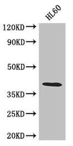 LUZP2 Antibody in Western Blot (WB)