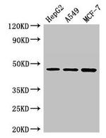 EMP Antibody in Western Blot (WB)
