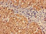 PSMA7 Antibody in Immunohistochemistry (Paraffin) (IHC (P))