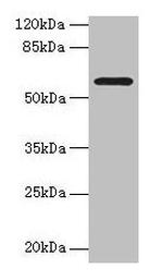 MAOA Antibody in Western Blot (WB)