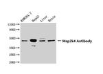MAP2K4 Polyclonal Antibody