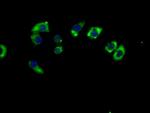 MAS1L Antibody in Immunocytochemistry (ICC/IF)