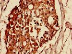 MAS1L Antibody in Immunohistochemistry (Paraffin) (IHC (P))