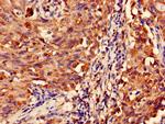 MAS1L Antibody in Immunohistochemistry (Paraffin) (IHC (P))