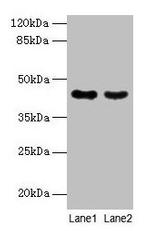 MAS1L Antibody in Western Blot (WB)