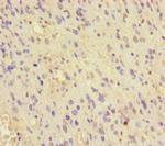 MCRS1 Polyclonal Antibody