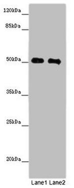 MCRS1 Antibody in Western Blot (WB)