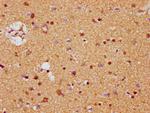 MDH1 Antibody in Immunohistochemistry (Paraffin) (IHC (P))