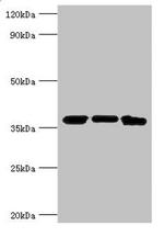 MDH2 Polyclonal Antibody