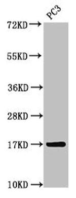 MGST3 Antibody in Western Blot (WB)