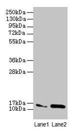 MMGT1 Antibody in Western Blot (WB)