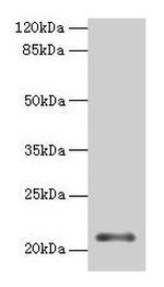 MOCS2 Polyclonal Antibody