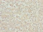 MOCS3 Polyclonal Antibody